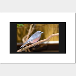 White-browed Wood Swallow Posters and Art